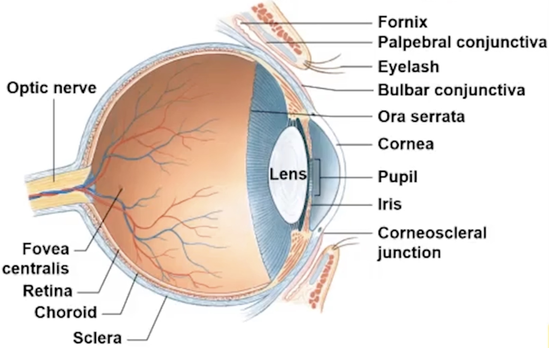 <p>external to the lens is the pupil</p><ul><li><p>pupil has a circular ring of smooth muscle, innervated by the autonomic nervous system </p></li><li><p>if pupil is too dilated, resulting in too much incoming light; can bleach the pigments, and damage the photoreceptors of the retina. </p><ul><li><p>hence, in presence of bright light, pupils constrict (an autonomic reflex)</p></li><li><p>presence of reflex reflects health optical system/healthy optic nerve</p></li></ul></li><li><p>ora serrata</p><ul><li><p>serrated junction</p></li><li><p>marks division between non-neural and neural</p></li><li><p>neural retina and non-neural tissue</p></li></ul></li><li><p>bulba conjunctiva</p><ul><li><p>thin membrane that covers the eye</p></li></ul></li><li><p>palpebral conjunctiva</p><ul><li><p>part of conjunctiva that lines the eyelids</p></li></ul></li><li><p>fornix</p><ul><li><p>loose soft tissue</p></li><li><p>allows movement of eyelids (so that they can close)</p></li></ul></li><li><p>direction of light</p><ul><li><p>comes through cornea, through pupil, through lens, through vitreous humour, to activate photoreceptors in the retina</p></li></ul></li></ul><div data-type="horizontalRule"><hr></div><p>other stuff about the eye:</p><p></p><ul><li><p>lateral angle</p></li><li><p>medial angle (nose is next to this)</p></li><li><p>lacrimal caruncle</p><ul><li><p>associated with producing tears</p></li></ul></li><li><p>eyelashes</p><ul><li><p>prevent debris from entering eyes</p></li></ul></li><li><p>sclera</p><ul><li><p>outer coating of eye</p></li></ul></li><li><p>corneoscleral junction</p><ul><li><p>where sclera meets the cornea</p></li></ul></li></ul><p></p><ul><li><p>extraocular muscles that insert into the sclera</p><ul><li><p>superior and inferior rectus; inferior and superior oblique.</p></li><li><p>when contract, they pull eye to certain directions</p></li></ul></li><li><p>eye also has fat pads that help protect the eye (i think lecturer is referring to the thing in blue).</p></li><li><p>lacrimal gland; lacrimal duct produces tears and secretions that wash across the eye</p></li></ul><p></p><ul><li><p>eye has three main layers</p></li><li><p>layers of the wall of the eyeball</p><ul><li><p>help to maintain shape of eye</p></li></ul></li><li><p>eye is basically hollow, filled with fluid</p></li><li><p>has two chambers (anterior and posterior cavities)</p><ul><li><p>anterior cavity contains aqueous humour; transparent, more fluid-like than jelly</p><ul><li><p>light comes in through anterior cavity, and hits the lens</p></li><li><p>lens can change shape; has suspensory ligaments around the outside that accommodates and changes the shape of the lens so that can focus on near/far objects</p></li></ul></li><li><p>posterior cavity contains vitreous humour; thick and dark, more jelly-like than fluid</p></li></ul></li><li><p>optic nerve</p><ul><li><p>emerging from inner layer</p></li><li><p>fibres, outgoing fibres carrying visual information from the eye to the brain</p></li></ul></li></ul><p></p>