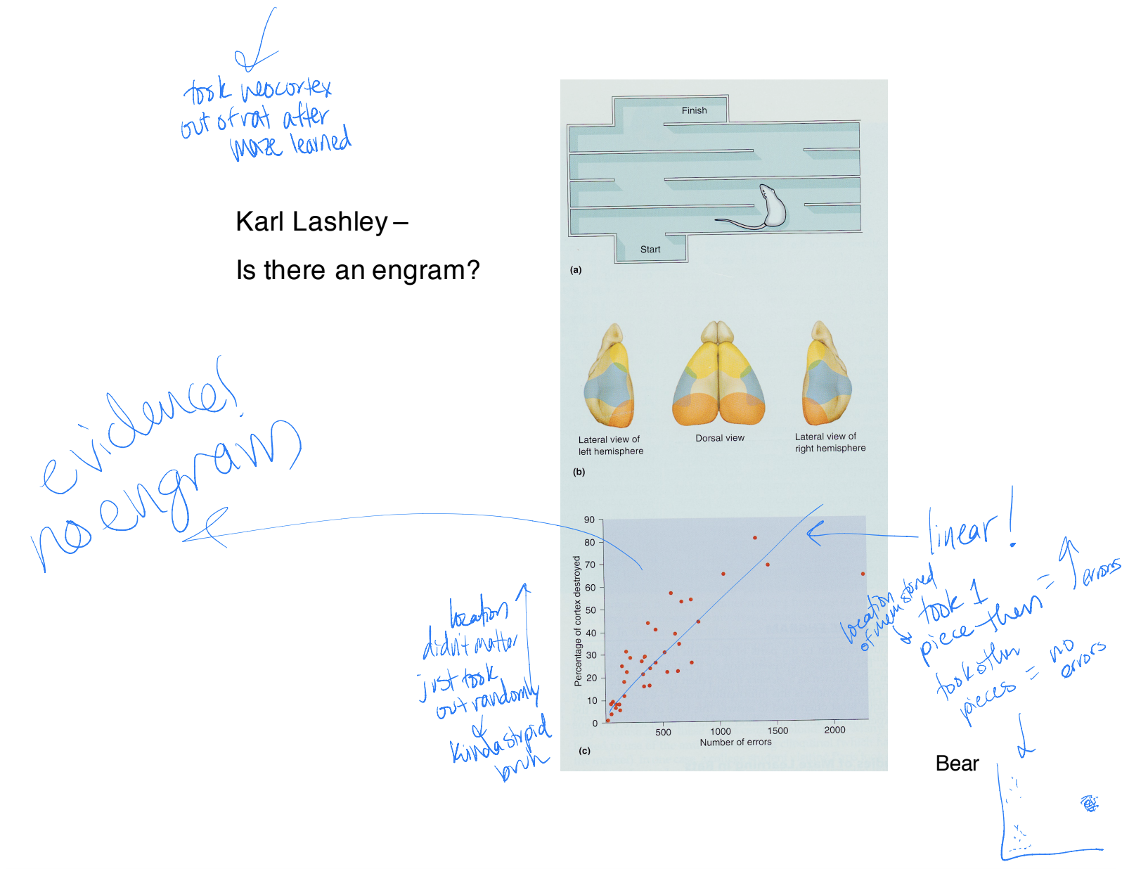 * Karl Lashley
* physical location in brain where memory was stored
* if taken out → problem relocating a memory (ex: 15th birthday)
* if one engram was affected the others would not be affected
* experiment: rats were trained to run a maze (run same mazy a day so became very efficient) → this became a proxy for a hippo memory engram → used this to make a jump from the cellular sys to what changes when you learn/experience something (STM you can be sure, you can’t with LTM) → then took out neocortex of rat after maze learned
  * results → location didn’t matter, took random parts of neocortex and percentage of it → linear with number of errors 
  * if it was engram → if the piece which stores the maze memory was taken then there would be an increase in errors and if any other piece was taken there would be no errors or few → NOT THE CASE
  * results pointed to there being NO ENGRAM