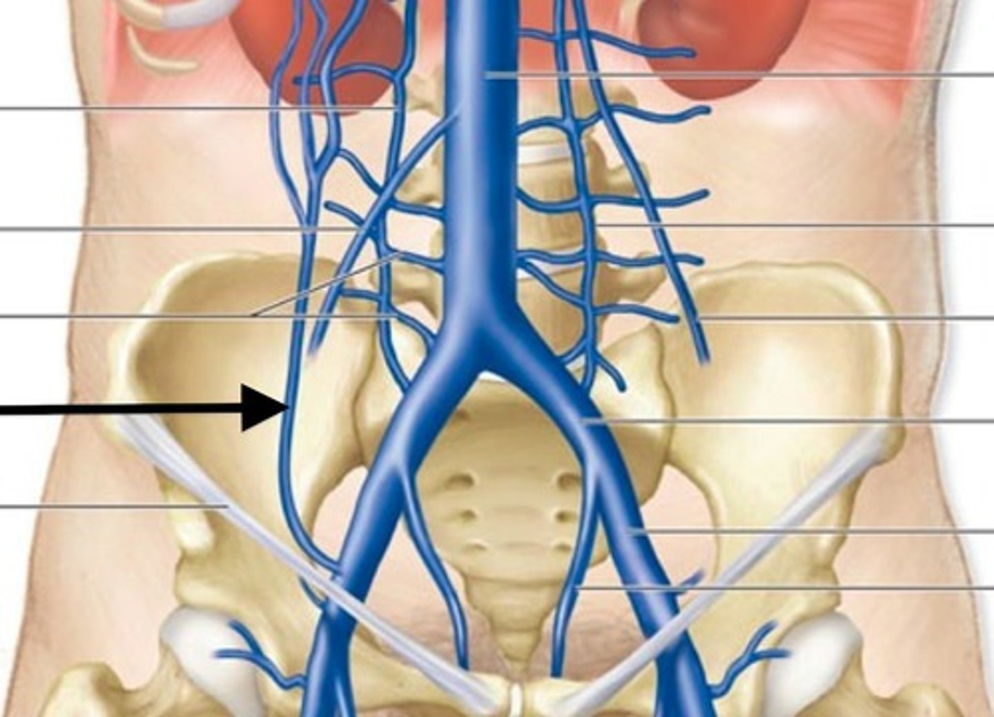 <p>LOWER anterior drainage veins into the external iliac veins</p>