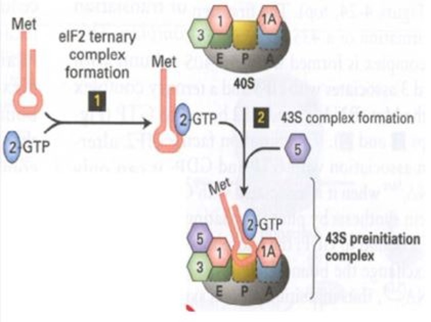 <p>the assembly required before transcription can start</p>