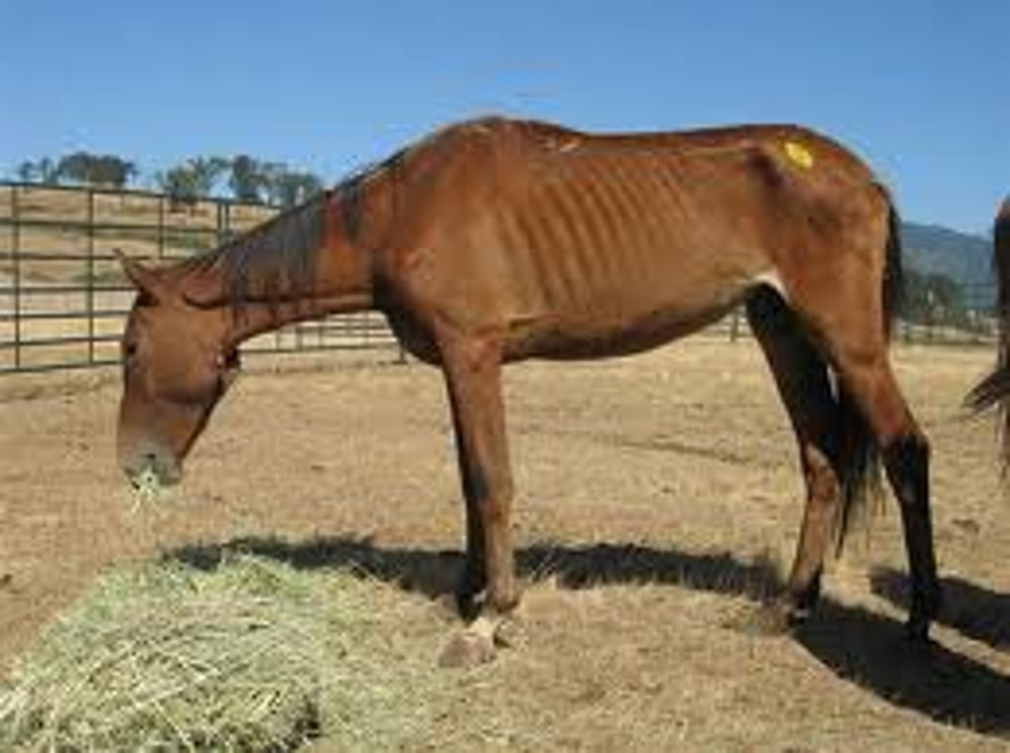 <p>(adj) illness resulting from not getting enough healthy food</p>