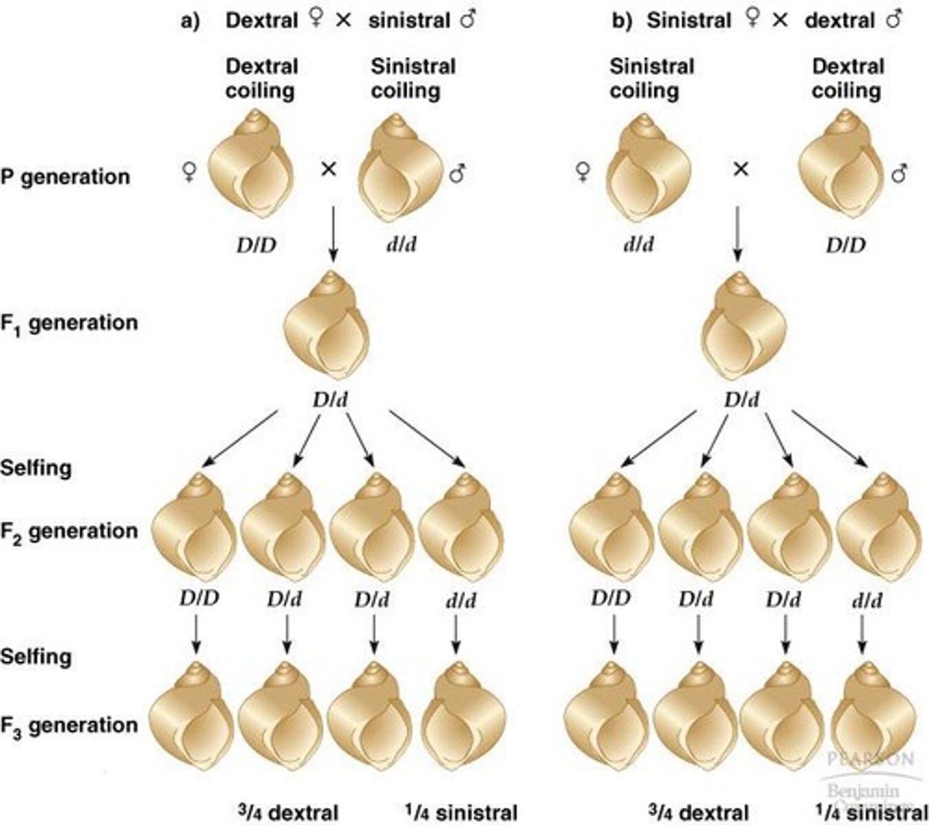 <p>The genotype of the mother, leading to right (dextral) or left (sinistral) coiling.</p>