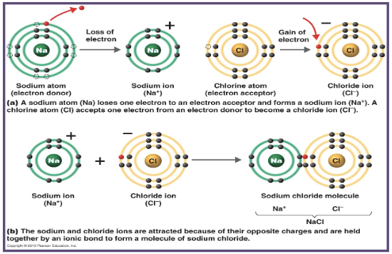 <p>what does sodium (Na) require to achieve stability?</p><div data-type="horizontalRule"><hr></div><p>what does chlorine (Cl) require to achieve stability?</p>