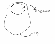 <p>3 facial one lingual (forms cingulam)</p><p></p>