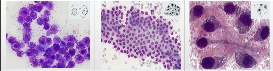 <p>Types of Tissue Cells<br>Which is which?</p>