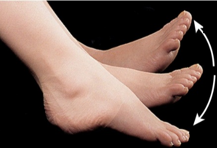 <p><span><span>Bending of the foot in the direction of the dorsum (up) </span></span></p>