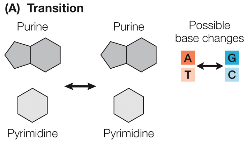 <p>A base pair substitution that converts a purine to the other purine (A ⇆ G) and a pyrimidine to the other pyrimidine (T ⇆ C).</p>