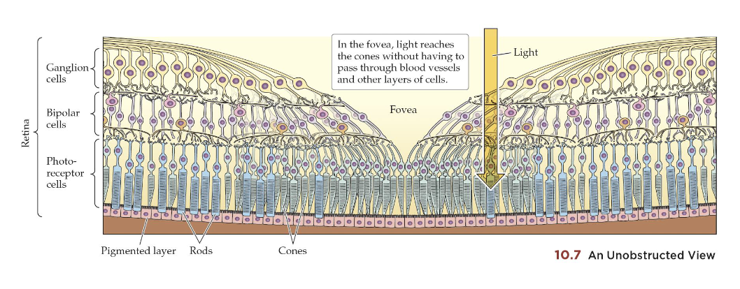 <p>Spreading apart of bipolar, horizontal, amacrine, ganglion, to get to the photoreceptors cells </p>