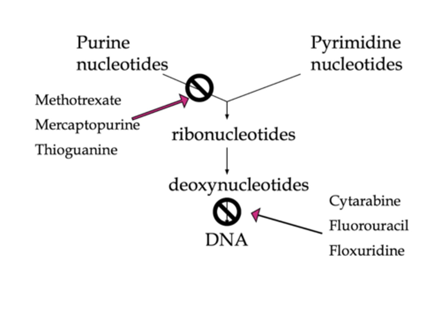 <p>Act on pathways for DNA synthesis to impair DNA synthesis</p>