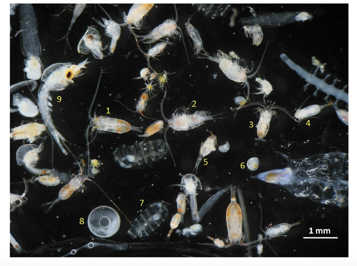 Zooplankton