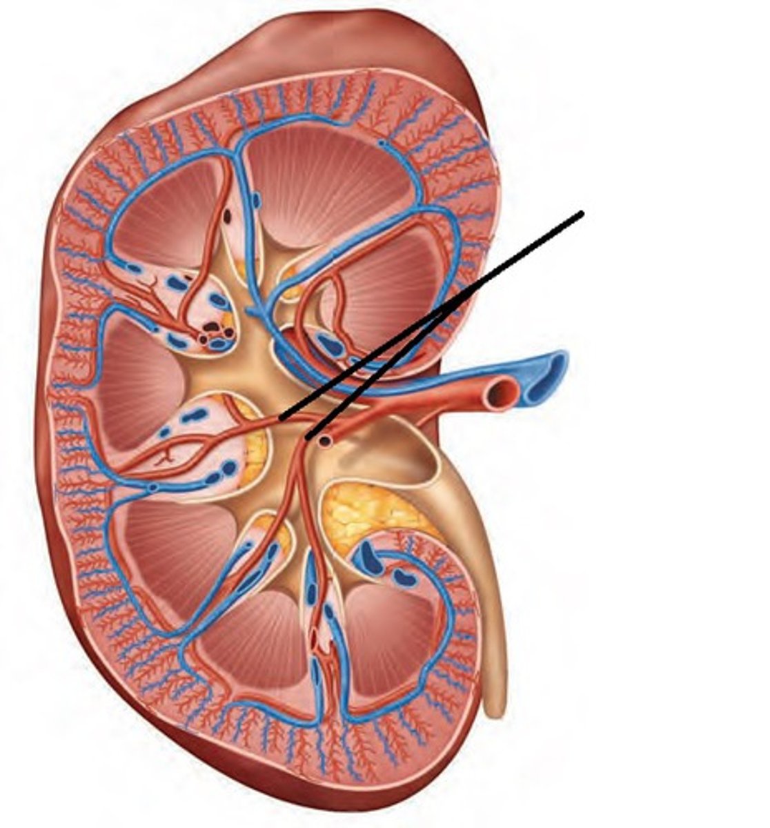 <p>What part of the renal blood supply is this?</p>