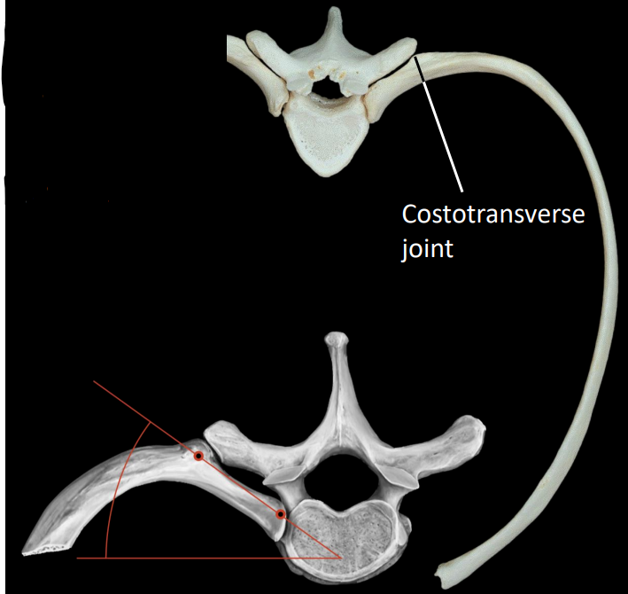 <p>articulation between the costal tubercle &amp; transverse facet</p>