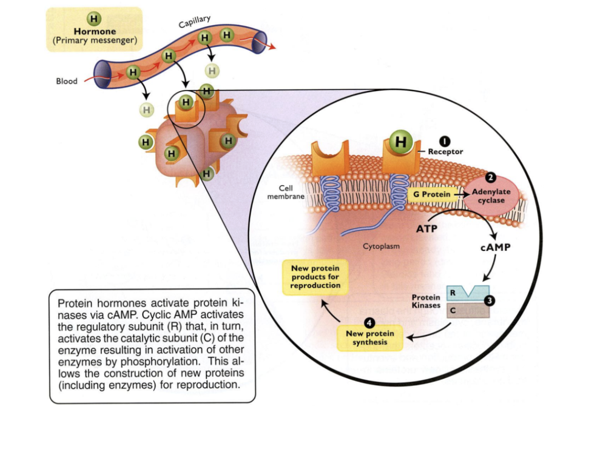 <ol><li><p>Hormone-receptor binding (surface)</p></li><li><p>G-protein activation</p></li><li><p>Adenylate cyclase activation</p></li><li><p>Protein kinase activation</p></li><li><p>Synthesis of new product</p></li></ol><p></p>
