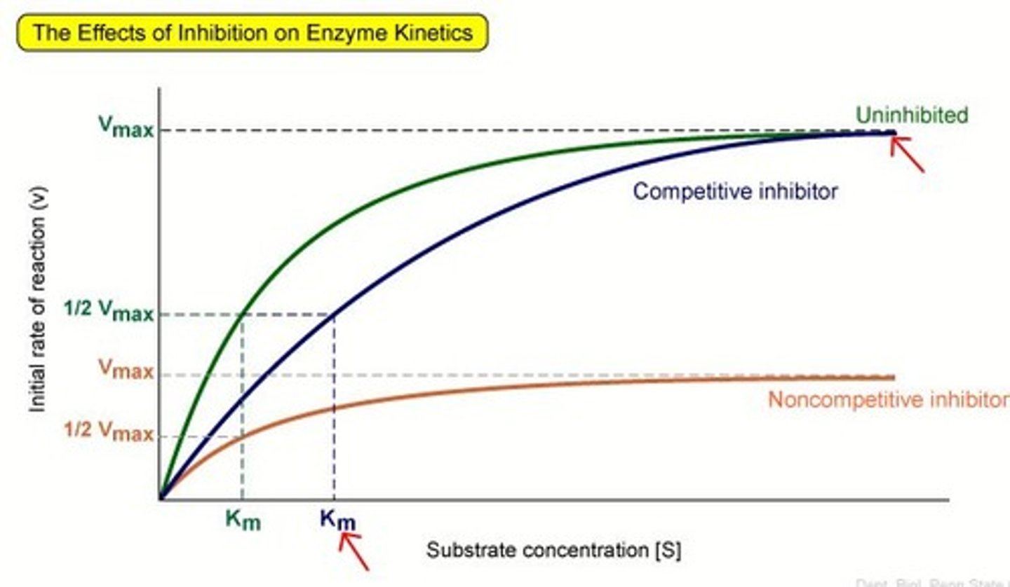 <p>Competitive - eg malonate</p><p>-compete with substrate for active site</p><p>- forms enzyme-inhibitor complex - so substrate cannot bind --&gt; decreasing rate of reaction</p><p>- counteract by increasing substrate concentration</p><p>Non competitive - eg Potassium cyanide</p><p>- binds with allosteric site, causing change in shape of allosteric site and change in shape of active site</p><p>- active site in no longer complementary to specific substrate = rate of reaction decreases</p><p>- cannot be overcome by increasing substrate concentration</p>