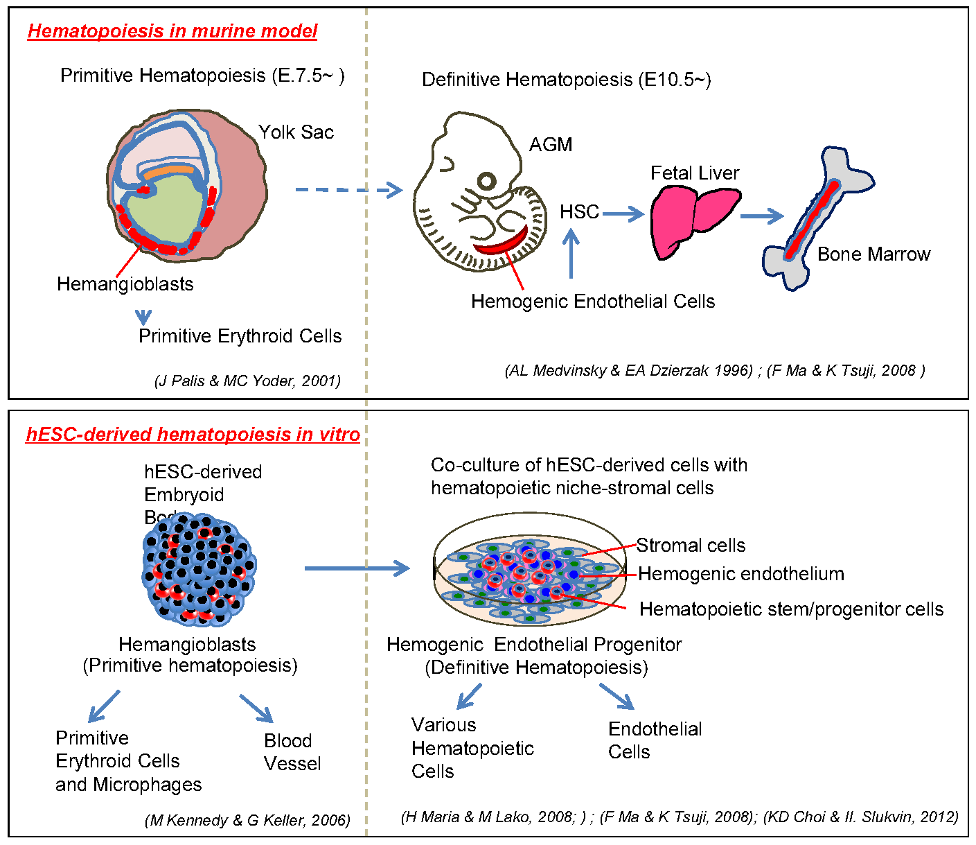 <p><strong><u>Hématogenèse: </u></strong>Production de cellules sanguines à partir de <strong>précurseurs non hématopoïétiques</strong><br>Sites :</p><ul><li><p><strong>sac vitellin</strong></p></li><li><p><strong>aorte dorsale</strong></p></li><li><p><strong>placenta.</strong></p></li></ul><p><strong><u>Hématopoïèse: </u></strong>Production de cellules sanguines à partir de <strong>précurseurs hématopoïétiques</strong><br>Sites :</p><ul><li><p><strong>foie fœtal</strong></p></li><li><p><strong>thymus</strong></p></li><li><p><strong>moelle osseuse.</strong></p></li></ul><p></p>