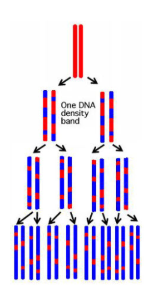 <p>What model of DNA replication is shown by this diagram?</p>