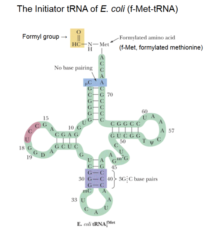 <ul><li><p>2 methionine tRNAs, the regular and the special initiator.</p></li><li><p>Initiator tRNA has 3’ end with acceptor stem with methionine covalently linked temporarily.</p><ul><li><p>A formyl (aka aldehyde) group bound to the NH (amino group) of methionine, which blocks N-terminal (amino) end such that amino acids can only be added to the carbonyl group.</p></li></ul></li><li><p>5’-CAU-3’ anticodon of tRNA</p></li><li><p>3’-GUA-5’ mRNA codon</p></li><li><p>(aka 5’-AUG-3’ start code word)</p></li></ul><p></p>