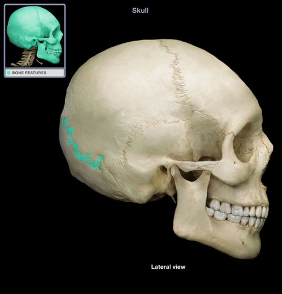 <p>between parietal bones and occipital bone</p>