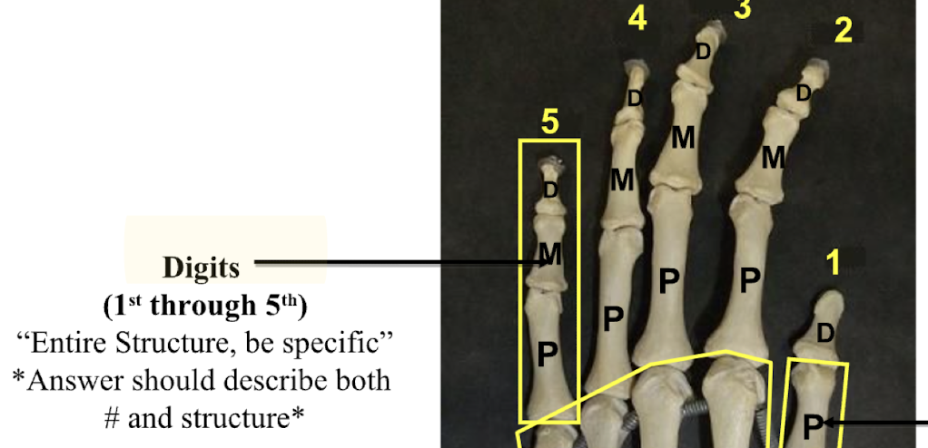 <p>Digits 1-5</p>