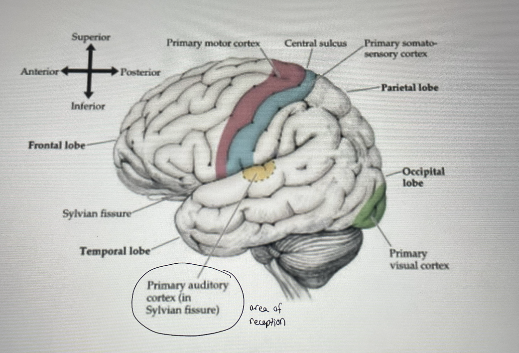 <ul><li><p>temporal lobe</p></li><li><p>auditory association cortex (Wernicke’s Area): Area 22 and Broca’s area (Area 44, 45)</p></li><li><p>left</p><ul><li><p>so, although there is an auditory cortex on both sides, the left is “more active”</p></li><li><p>lesions (and strokes) to the left hemisphere produce more severe language disorders</p></li></ul></li></ul><p></p>