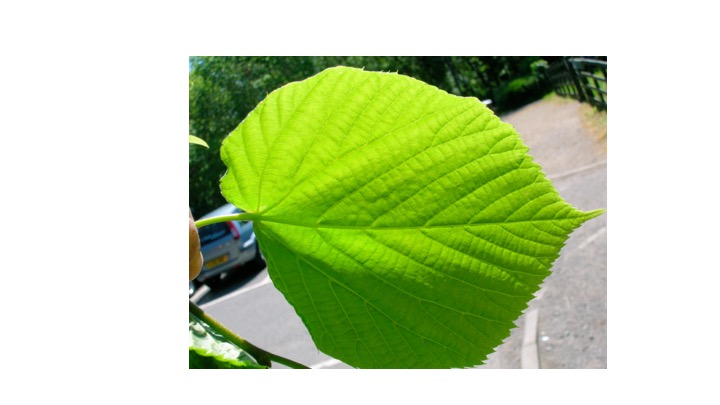 <p><span>What type of leaf is represented in the image, moncot or (eu)dicot?</span></p>