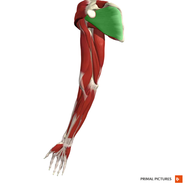 <p>Medially rotates arm at shoulder joint</p><p>Origin: Subscapular fossa of scapula </p><p>Insertion: Greater tubercle</p>