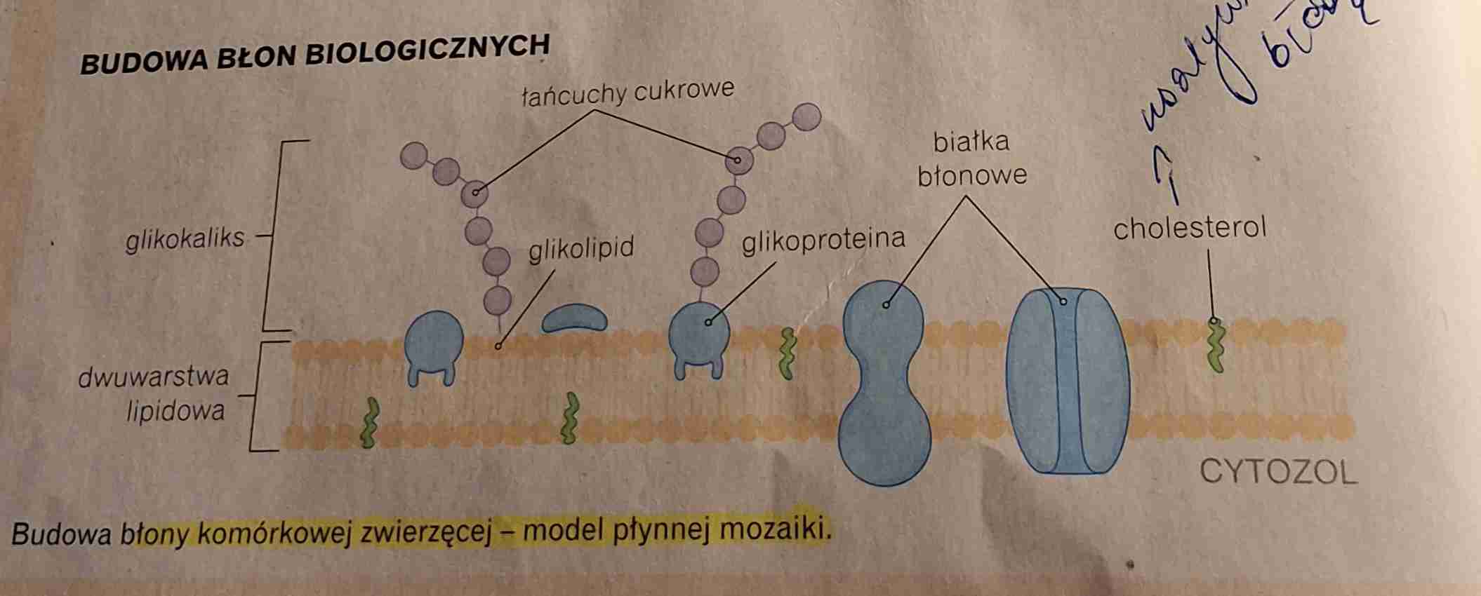 <p>Budowa błon biologicznych - model płynnej mozaiki</p>
