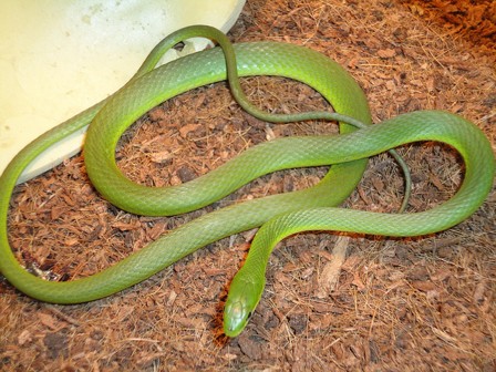 <p>shrubby vegetation close to the water; all over GA; bright green; keeled scales; lighter yellow on the sides; eyes fluoresce to black light</p>