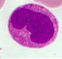 <p>Identify leukocyte</p>