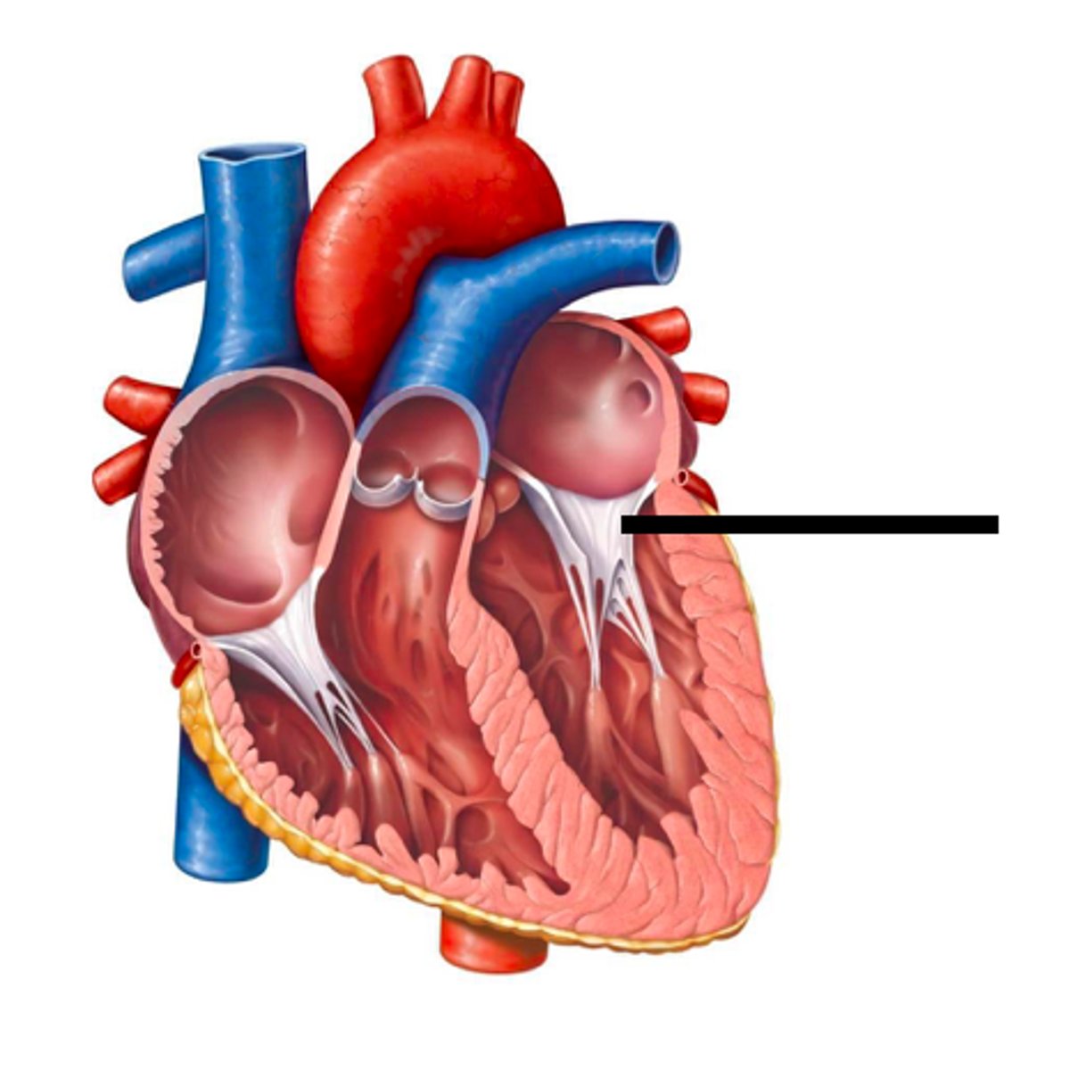 <p>regulates blood flow from the upper left chamber (left atrium) into the lower left chamber (left ventricle), the heart's main pumping chamber</p>