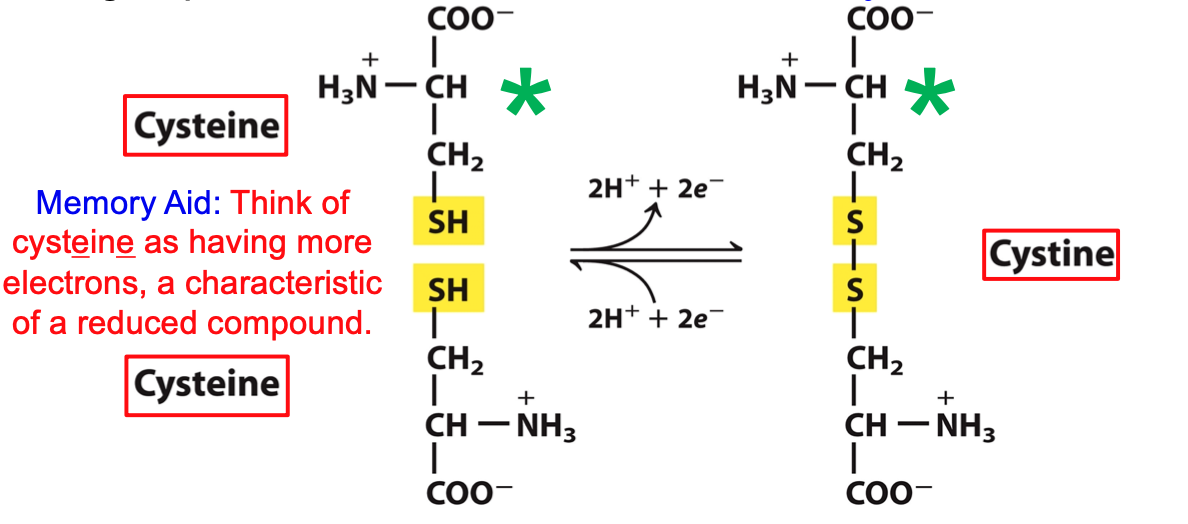 Free SH group in cysteine ionizes and is largely undissociated at physiologic pH

Think of cysteine having more electrons, a characteristic of a reduced compound

cystine is mainly present in circulation
