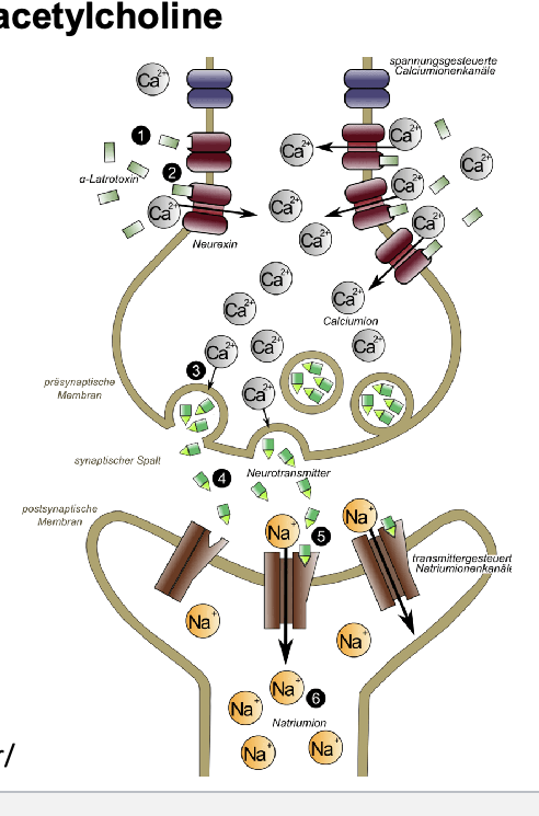 <ul><li><p>α-latrotoxin = pre-synaptic neurotoxin isolated from the venom of the black widow spider Latrodectus tredecimguttatus</p></li><li><p>exerts toxic effects in the vertebrate CNS by depolarizing neurons → <strong>increases</strong> concentration of Ca2+ and by <strong>stimulating uncontrolled exocytosis of neurotransmitter from nerve terminals</strong></p></li><li><p>diagram</p><ul><li><p>α-latrotoxin binds to pre-synaptic protein (neurexin) → stimulates massive Ca2+ influx → increased Ca2+ triggers vesicles with neutrotransmitter to fuse with pre-synaptic membrane and release → neurotransmitter bind to ligand-gated Na+ channels → Na+ influx into post-synaptic cell generates new electrical signal</p></li></ul></li></ul><p></p>