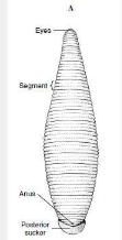 <p>leeches</p>
