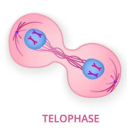 <p>Telophase:</p>