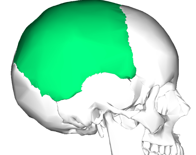 <p>What is the name of this bone in the skull?</p>