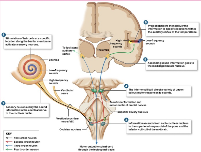 <p>Cochlea, Cochlear nerve, cochlear nuclei, superior olivary complex, lateral lemniscus, inferior colliculus, medial geniculate body, and auditory cortex</p>