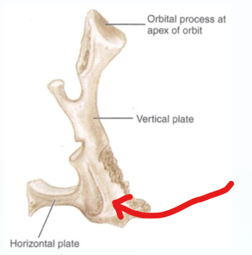 <p>medial side of greater palatine foramen </p>