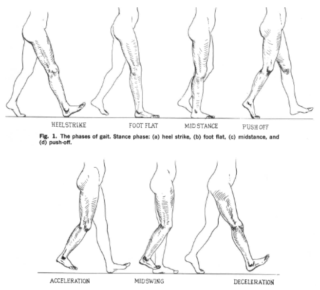 <ul><li><p>stance (60%): weight shift to R. foot</p><ul><li><p>heel strike, foot flat, midstance (bears weight), push (toe) off</p></li></ul></li><li><p>swing phase (40%): R. foot suspended </p><ul><li><p>acceleration, midswing, deceleration</p></li></ul></li></ul><p></p>