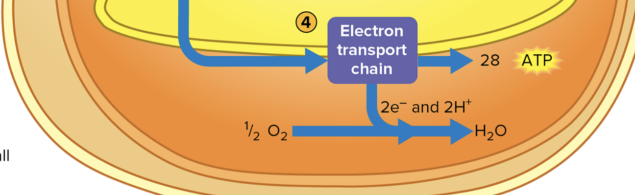 <p><span style="font-family: Times New Roman, serif">Embedded in the inner mitochondrial membrane.&nbsp;</span></p>