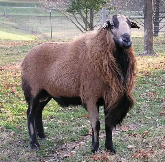 <p>POLLED</p><p>one of first hair sheep to be imported to America</p><p>Originally polled but humans breed horns onto them using Mouflon &amp; Rambouillet</p><p>created another breed Barbados (market: Hunting)</p><p>known: toughness &amp; durability</p>