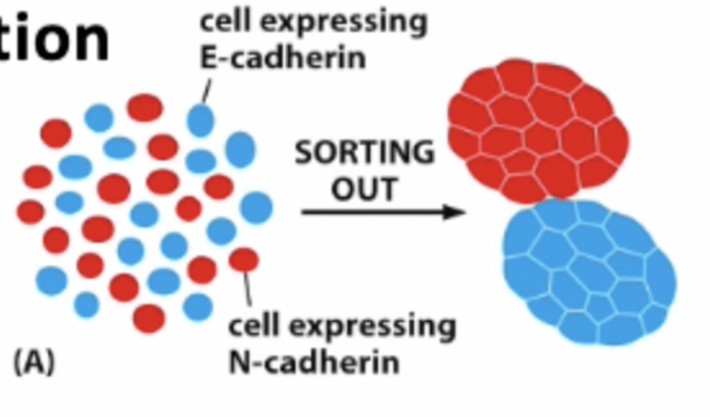 <p>Will become adherent </p><p>--&gt; transfect with different cadherin = will sort according to type </p>