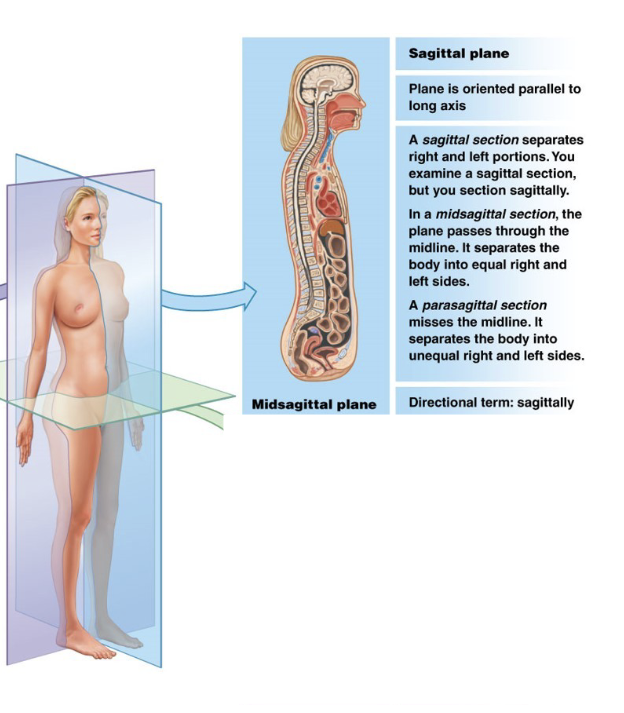 <p>A vertical plane dividing body into left and right portions</p><p>(A cut in this plane is a<strong> sagittal section</strong>) </p>