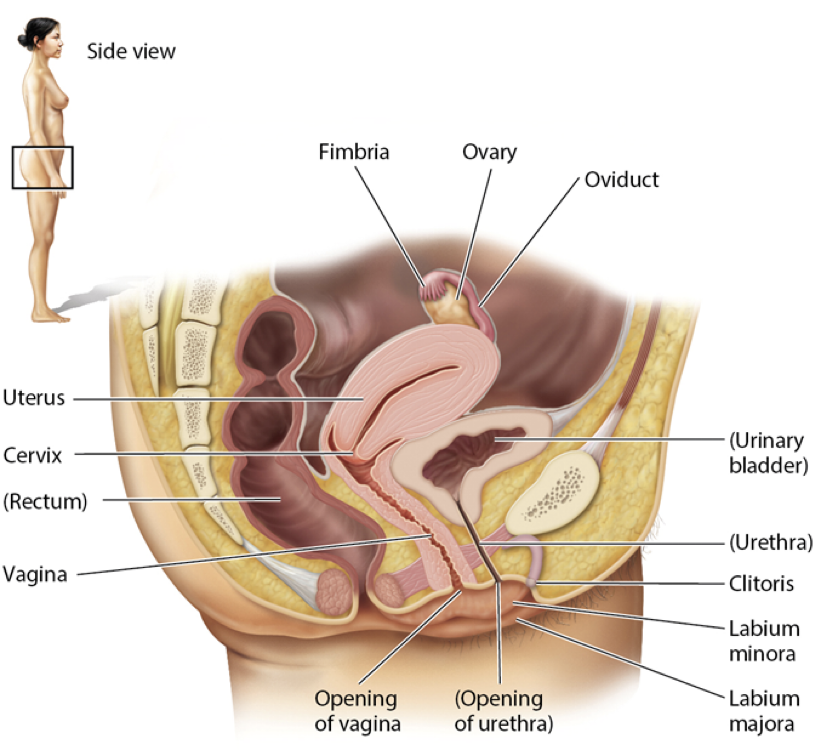 <ol><li><p>a pair of gonads</p></li><li><p>a system of ducts</p></li><li><p>chambers that carry gametes and house the embryo and fetus</p></li></ol>