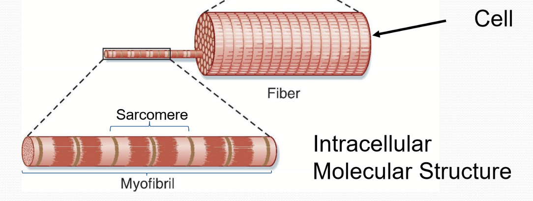 <p>A muscle fiber (a cell)</p>