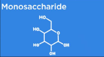 <p>Monosaccharides (single sugars)</p>