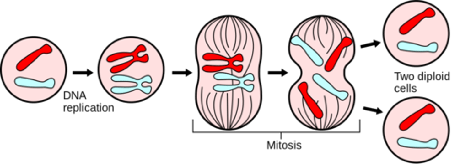 <p>long; mitosis/meiosis</p><p>(mitosis for somatic cells and meiosis to make gametes)</p>