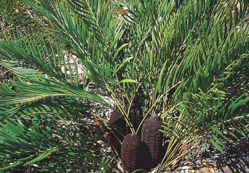 <p>cycad; coontie/sago cycas; native to southeastern United States, the Bahamas, Cuba, the Cayman Islands, and Puerto Rico; usually short (under 2 meters tall)</p>