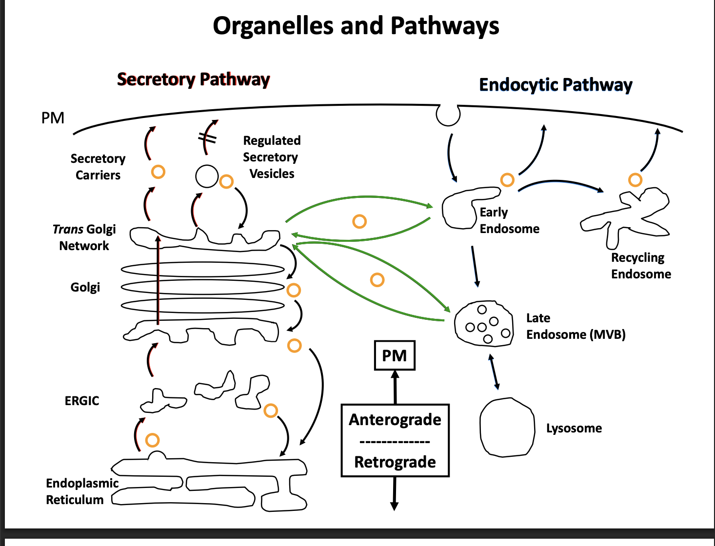 <p>1. Maintain membrane homeostasis</p><ul><li><p>must balance retro and anterograde traffic</p></li><li><p>other wise ER would get smaller and smaller</p></li></ul><ol start="2"><li><p>Help with the recycling of the protein </p></li></ol><p></p><p></p>