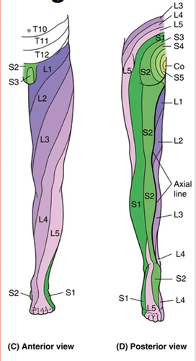 <p>L1 - upper anterior thigh</p><p>L2 - mid anterior thigh</p><p>L3 - medial femoral condyle</p><p>L4 - medial malleolus</p><p>L5 - dorsum of great toe</p><p>S1 - lateral malleolus</p><p>S2 - popliteal fossa</p>