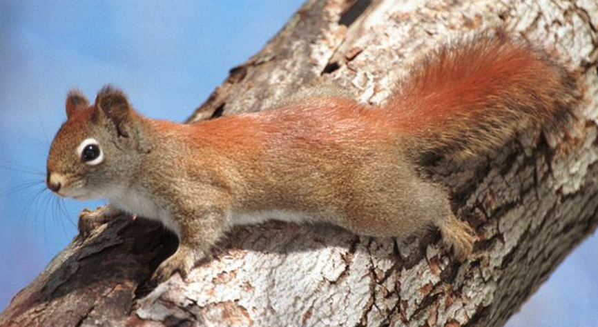 red (pine) squirrel
